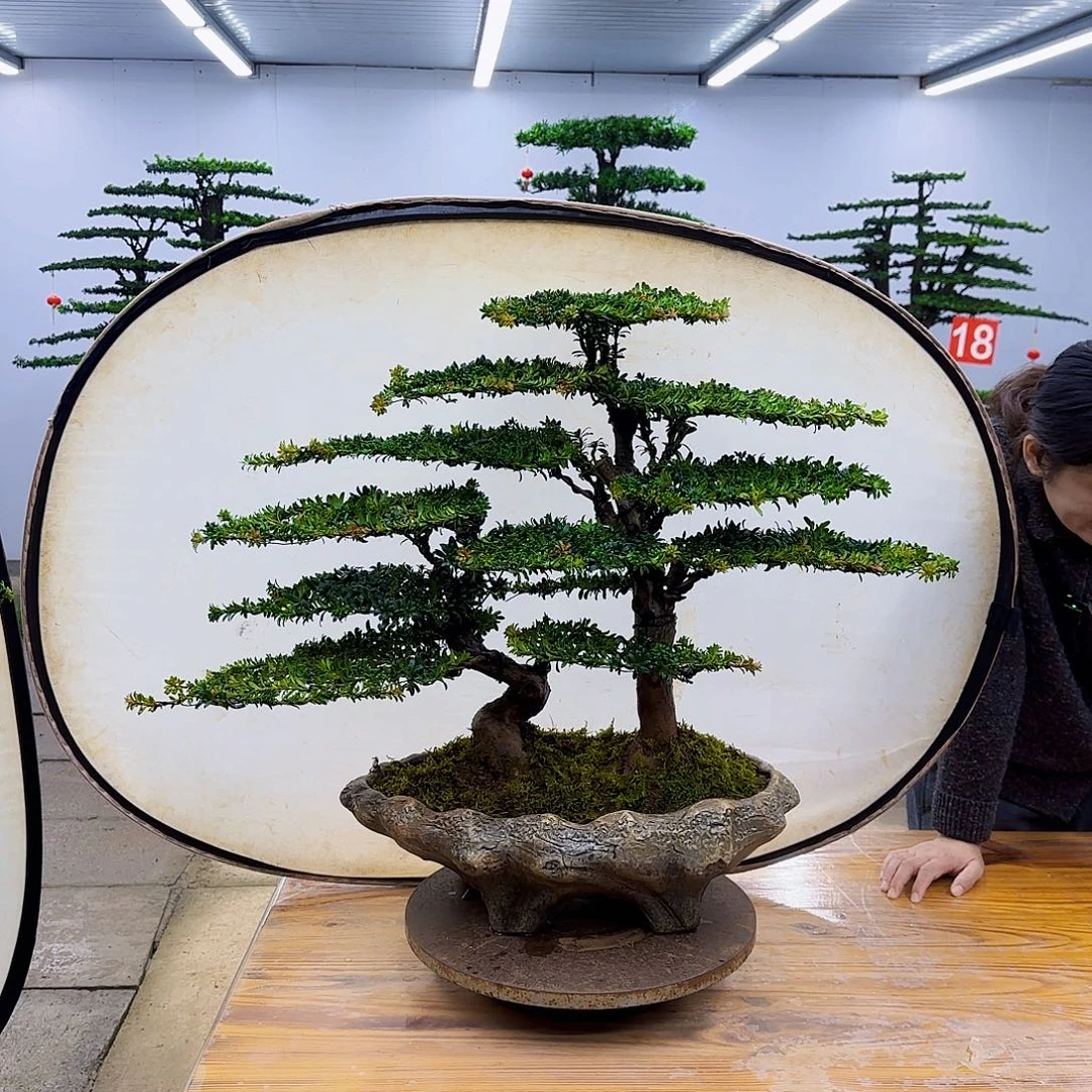 无花朵盆景直播间一物一拍