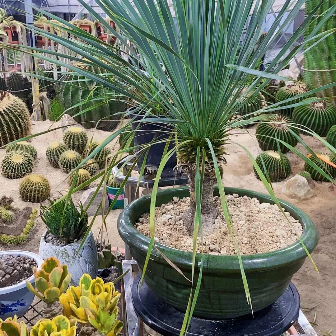 无花朵小**卜00000000000000000