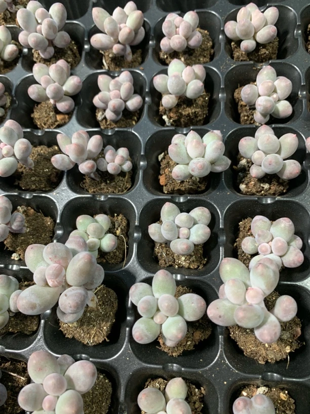 汤圆 满10颗包邮 多肉植物迷你盆栽适合办公室桌面摆放