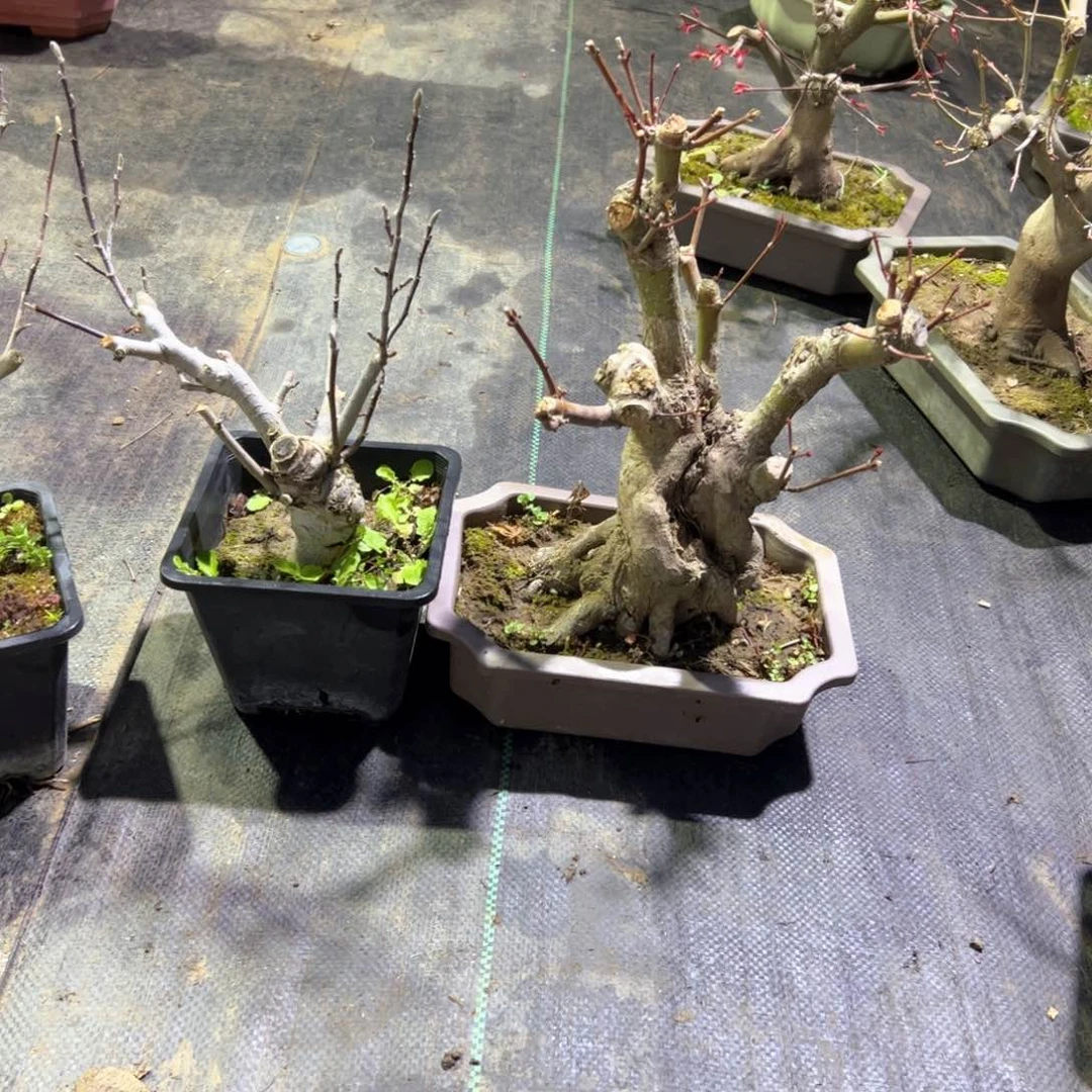 农*枫树枫树枫树枫树