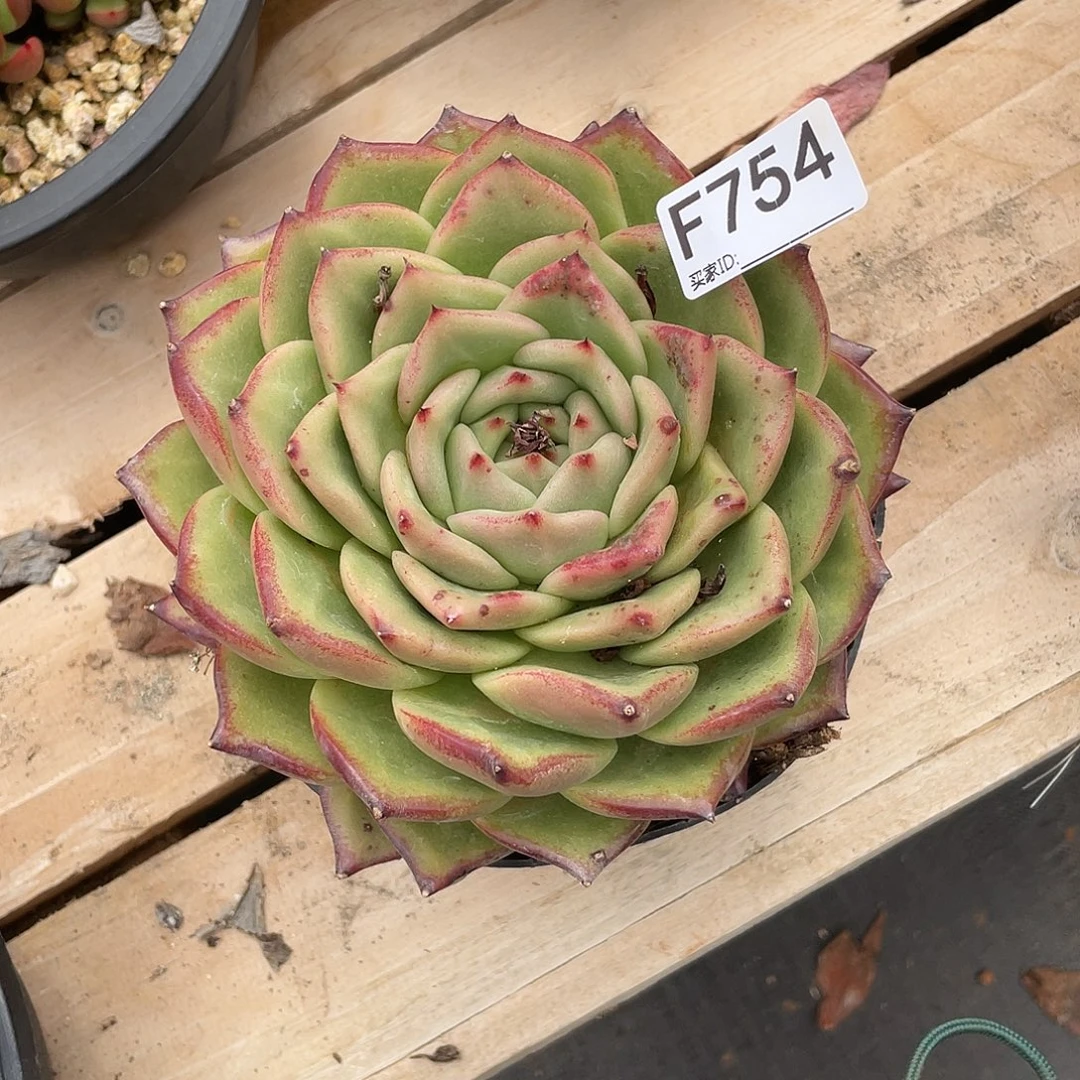 若如东云单拍F754