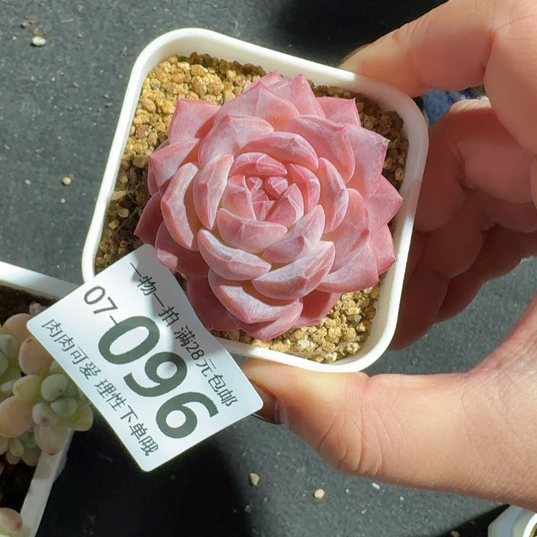 美梦无盆土发货无