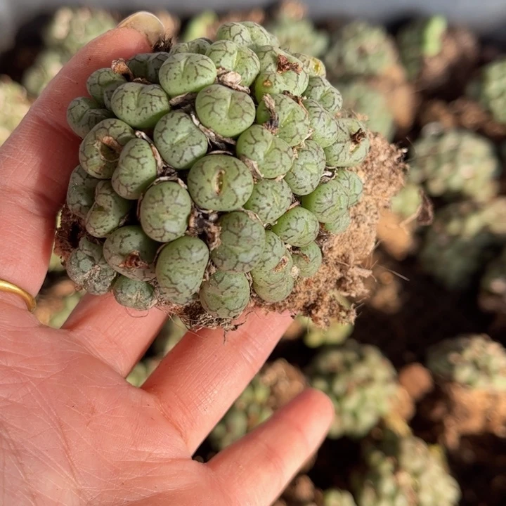 一颗猴脸群8888888888