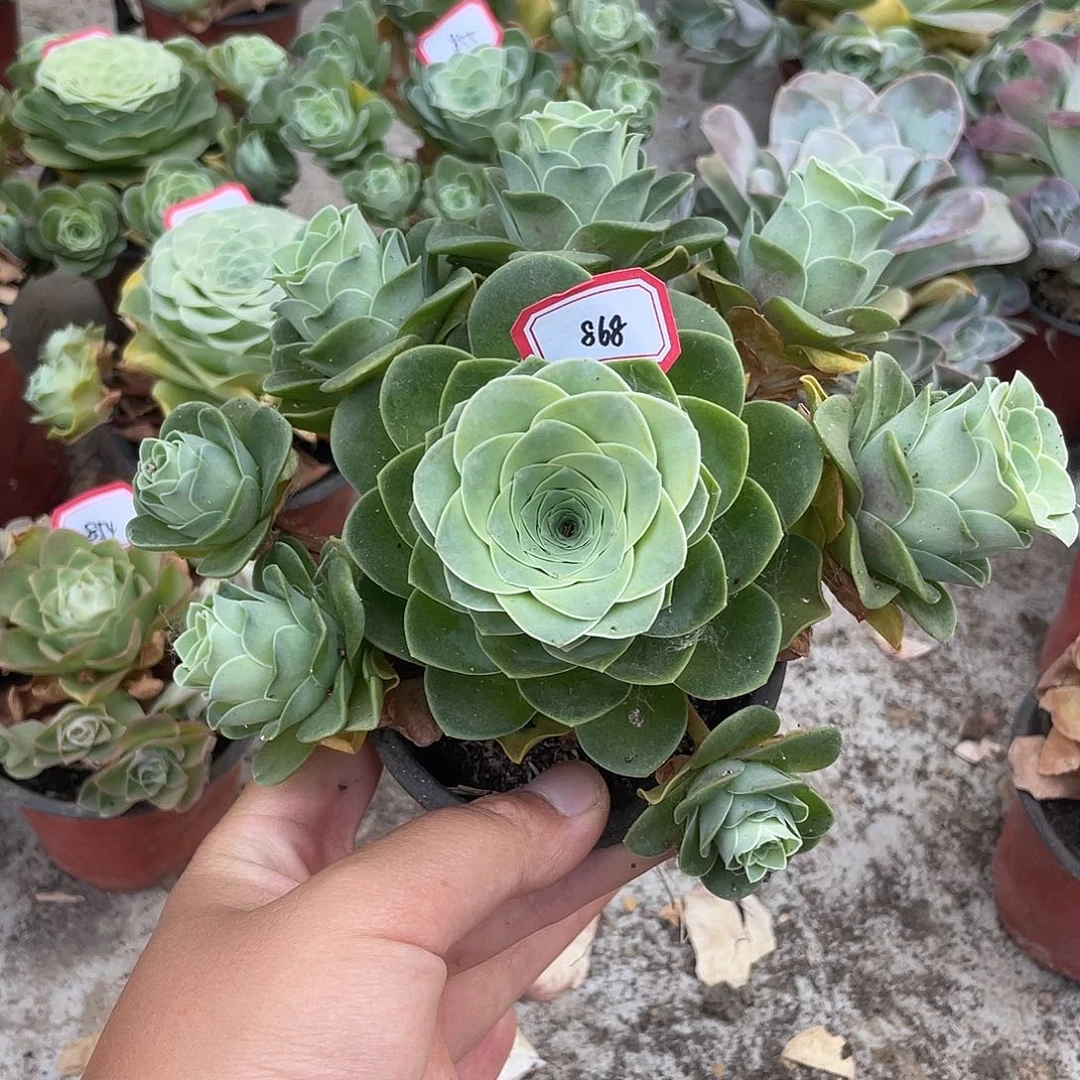 山地玫瑰多肉不售后 868