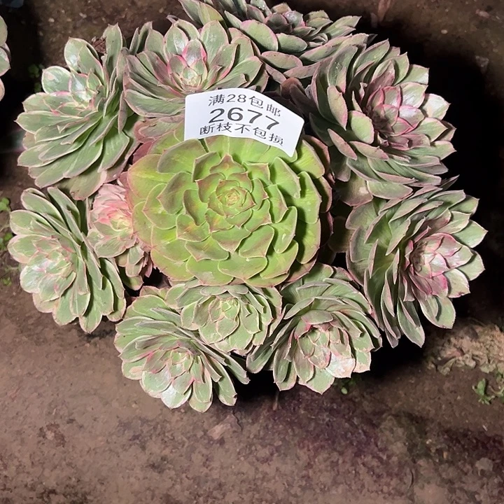 2677孔雀翎多肉植物