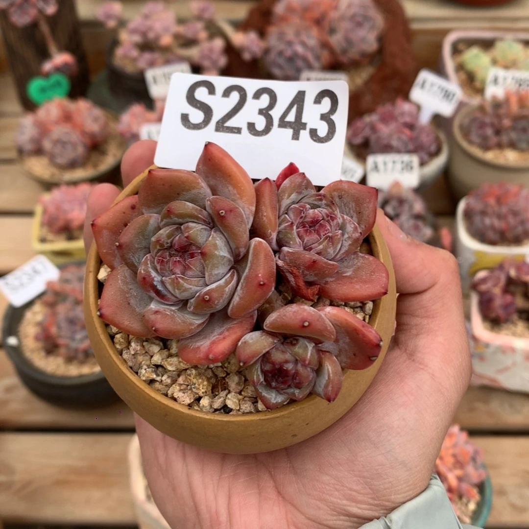 S2343 星影三头 绝绝子有砍 7.5cm