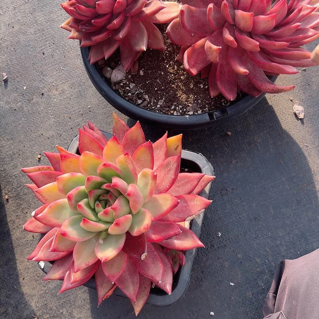 瑞*超级弗兰克1809.1810