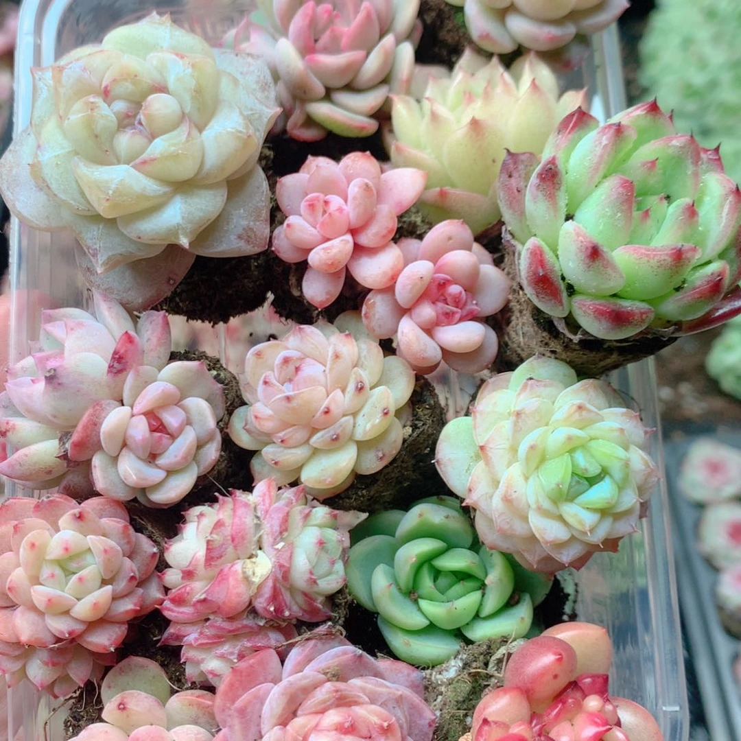 新年大混合套餐2222222