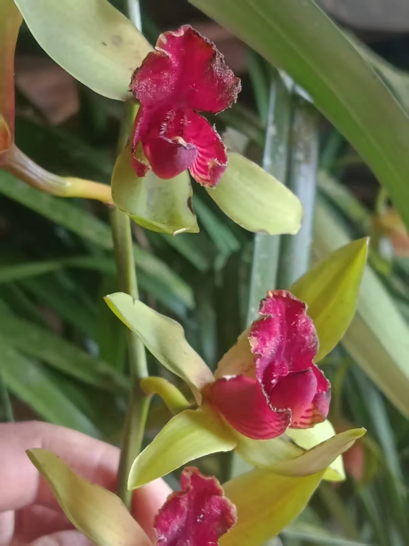 云南香花青婵老来红胎生红素，喜欢的老铁们抓紧下单数量有限