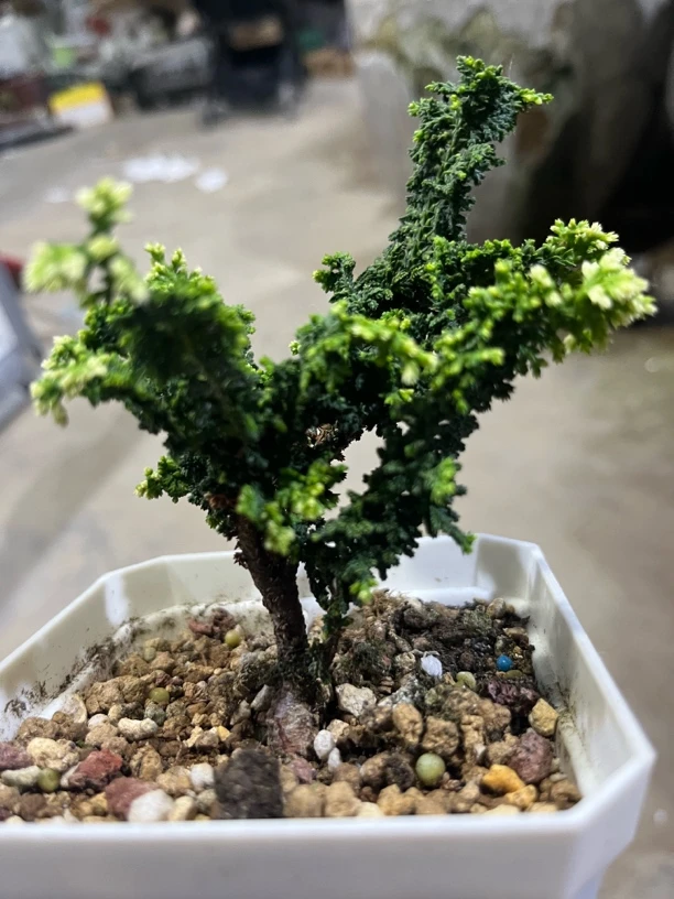 初雪石化桧，价格美丽！