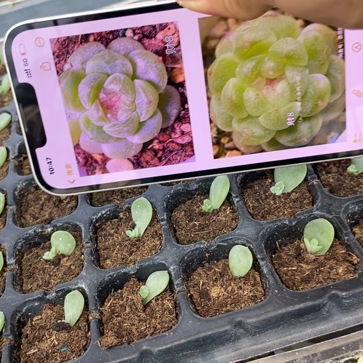 财富8号芽苗一个多肉