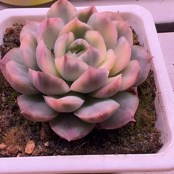 草莓蛋糕锦38包邮多肉