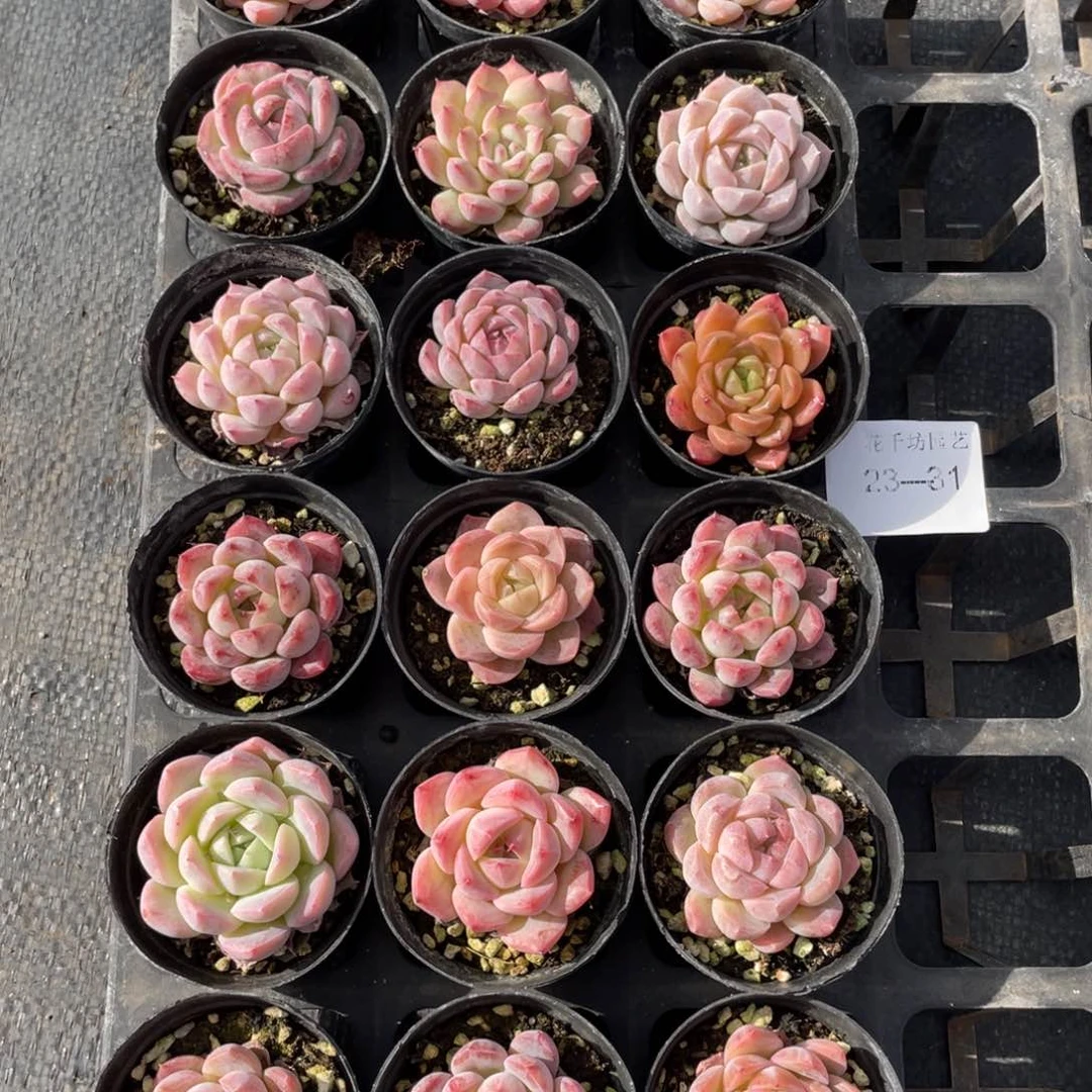 糖****?一物一拍18颗23-31