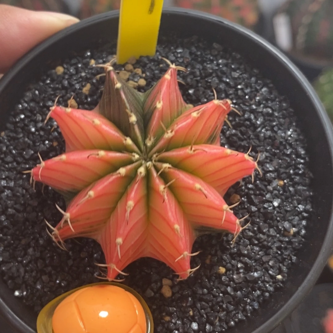 泰系肋骨锦—带盆土发货40