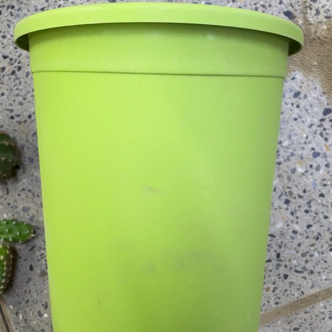 小绿盆口径15公分左右2个无托盘，20包邮