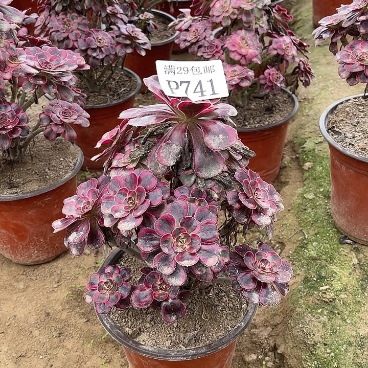 741丽娜多肉植物