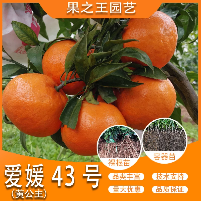 果之王【爱媛43号】盆栽地栽嫁接产量高好管理南北耐寒柑橘苗