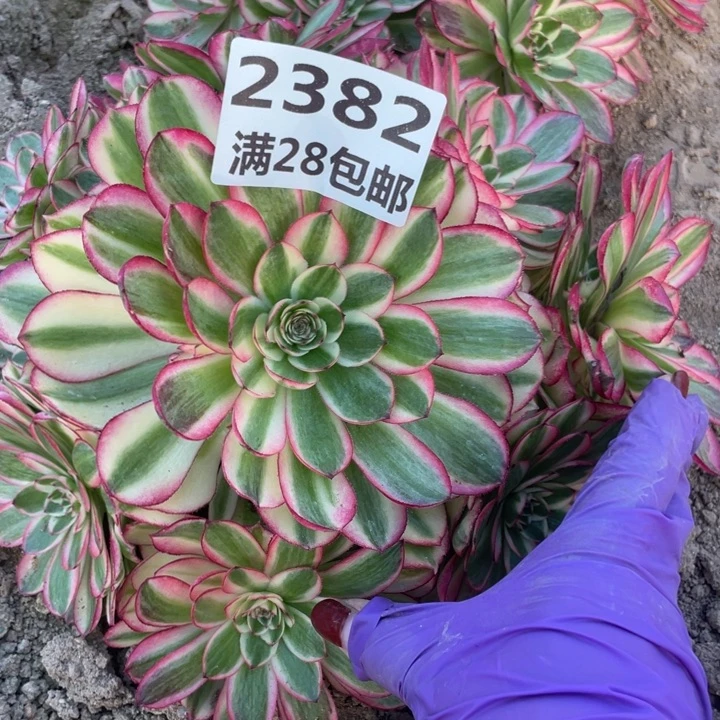 2382三号棚倾城多肉W