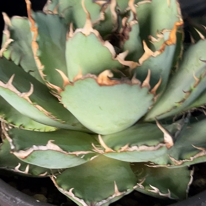 无花朵龙舌兰仁王冠拇指