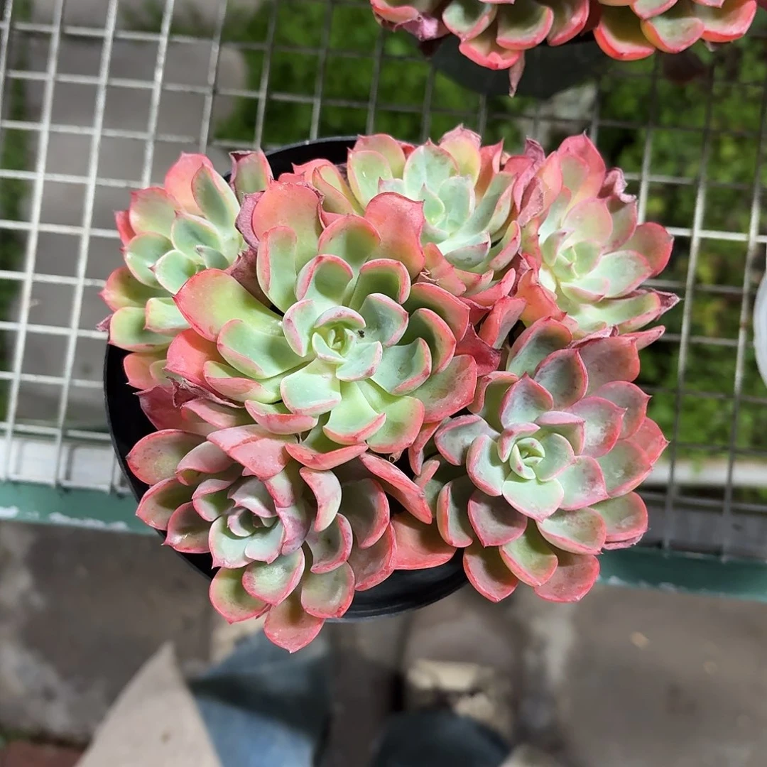 雨滴群生老桩12㎝盆带盆土发货