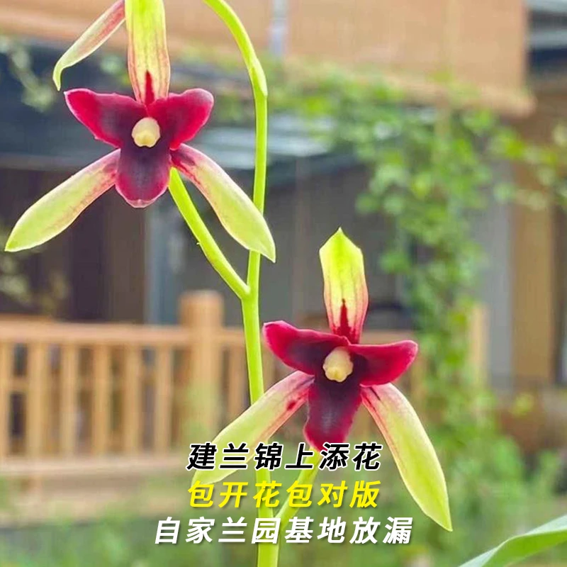 建兰名品【锦上添花】终身包对版 假一赔十放心购买 当年开花