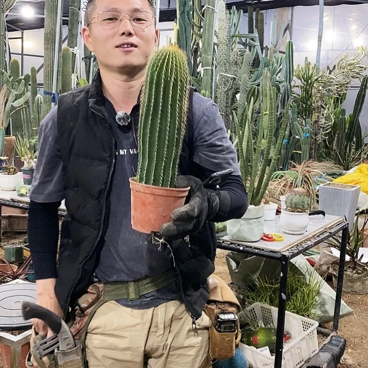 大凤龙高度30公分有根