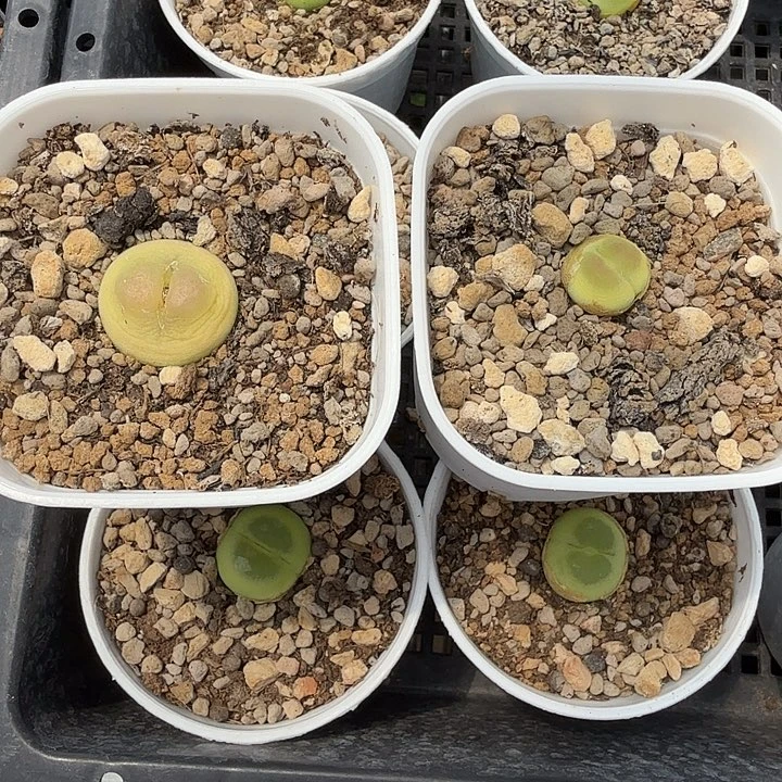 老****锵多肉拉登两颗啊啊啊