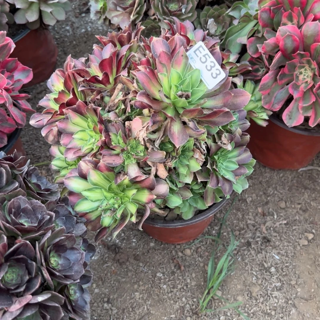 533韶华多肉植物法师多肉植物