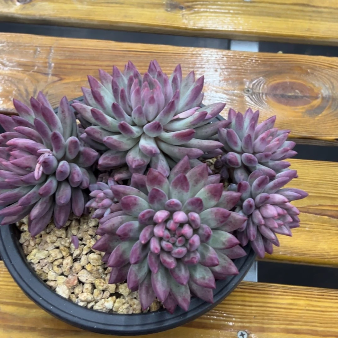 张张精品多肉车厘子