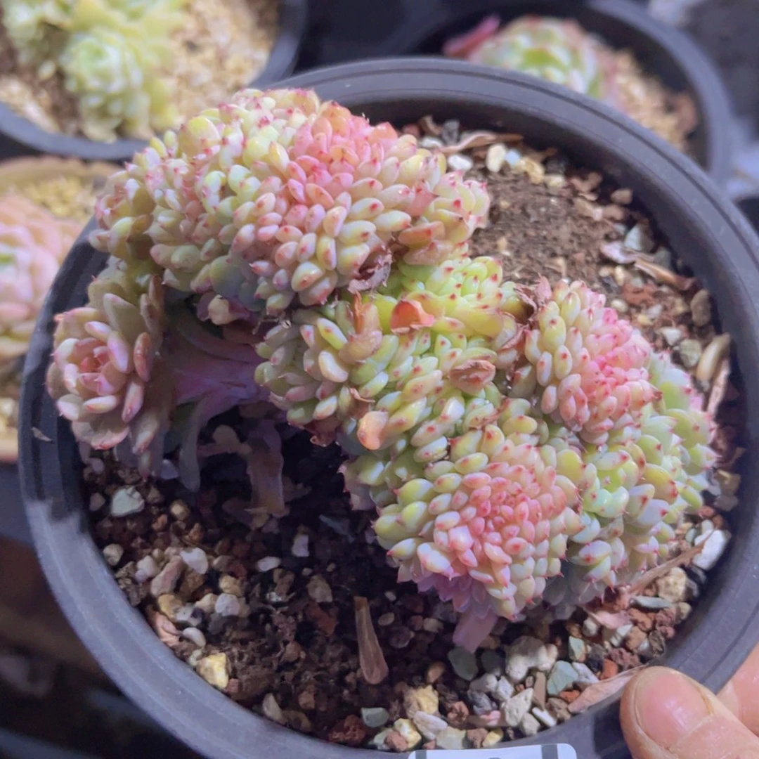 白胖子缀01168多肉植物