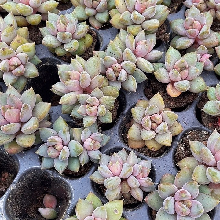 小红象牙1元带土发货