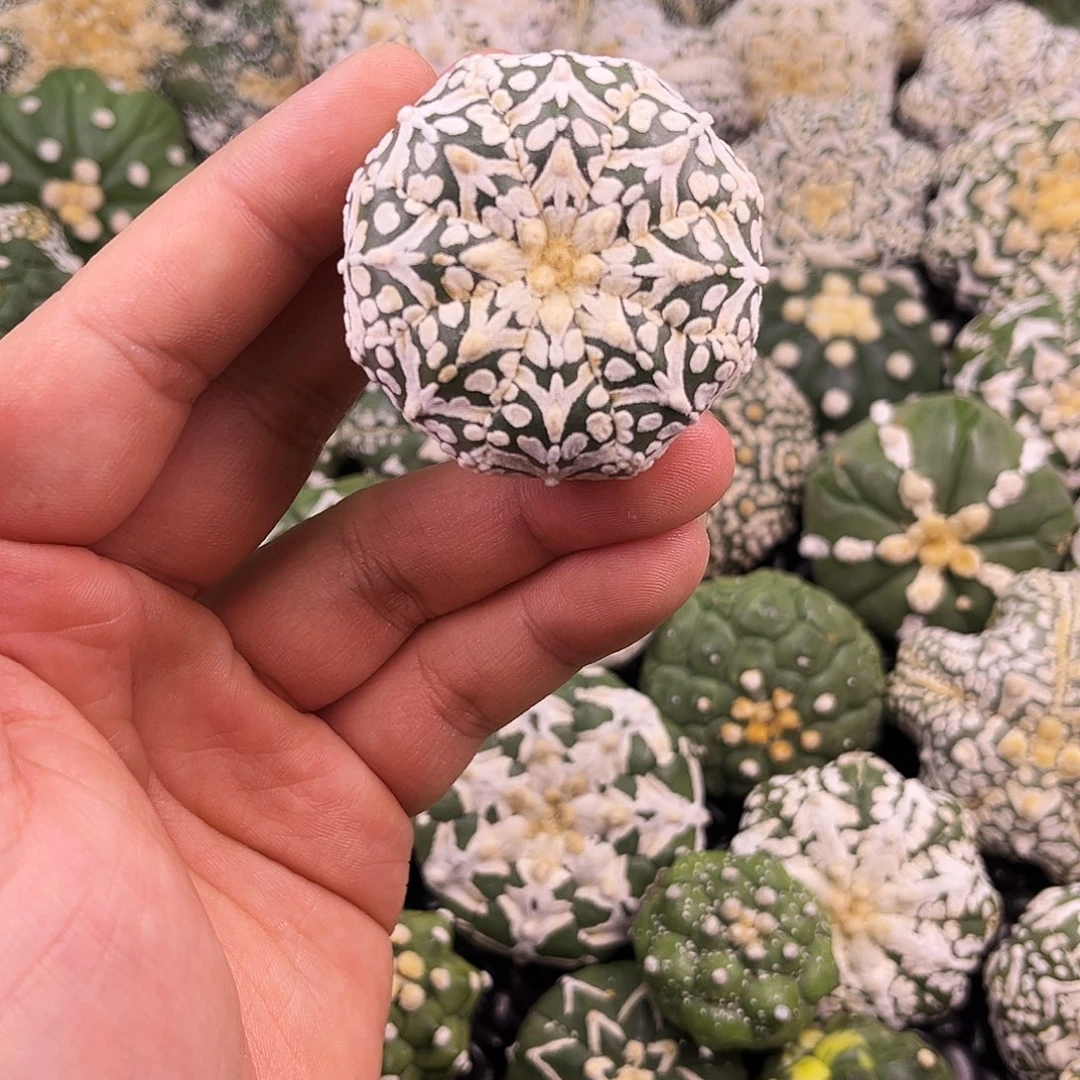 哈哈哈哈哈哈ｖ兜兜