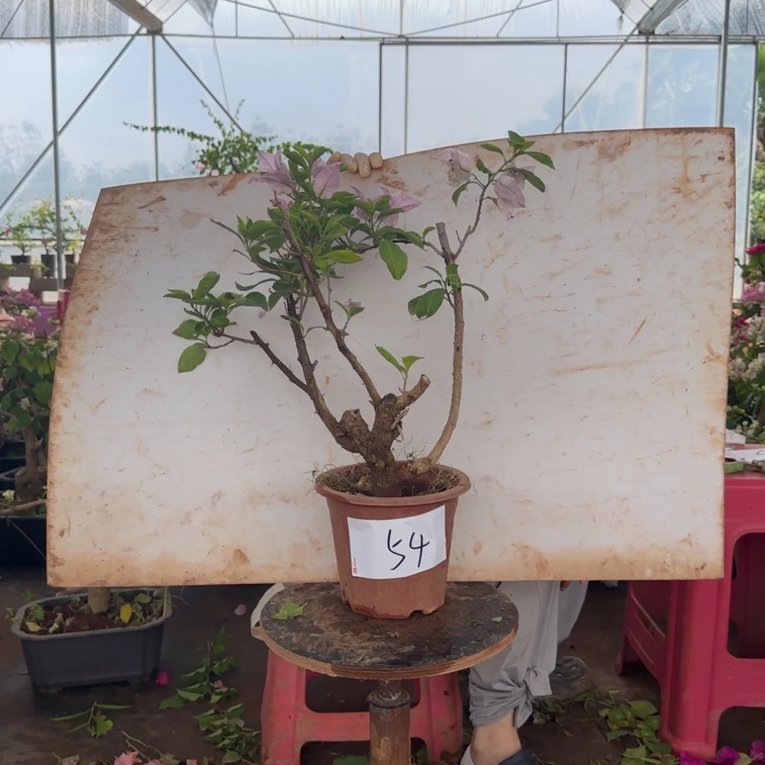 大部分花苞少量开放金夫人 54