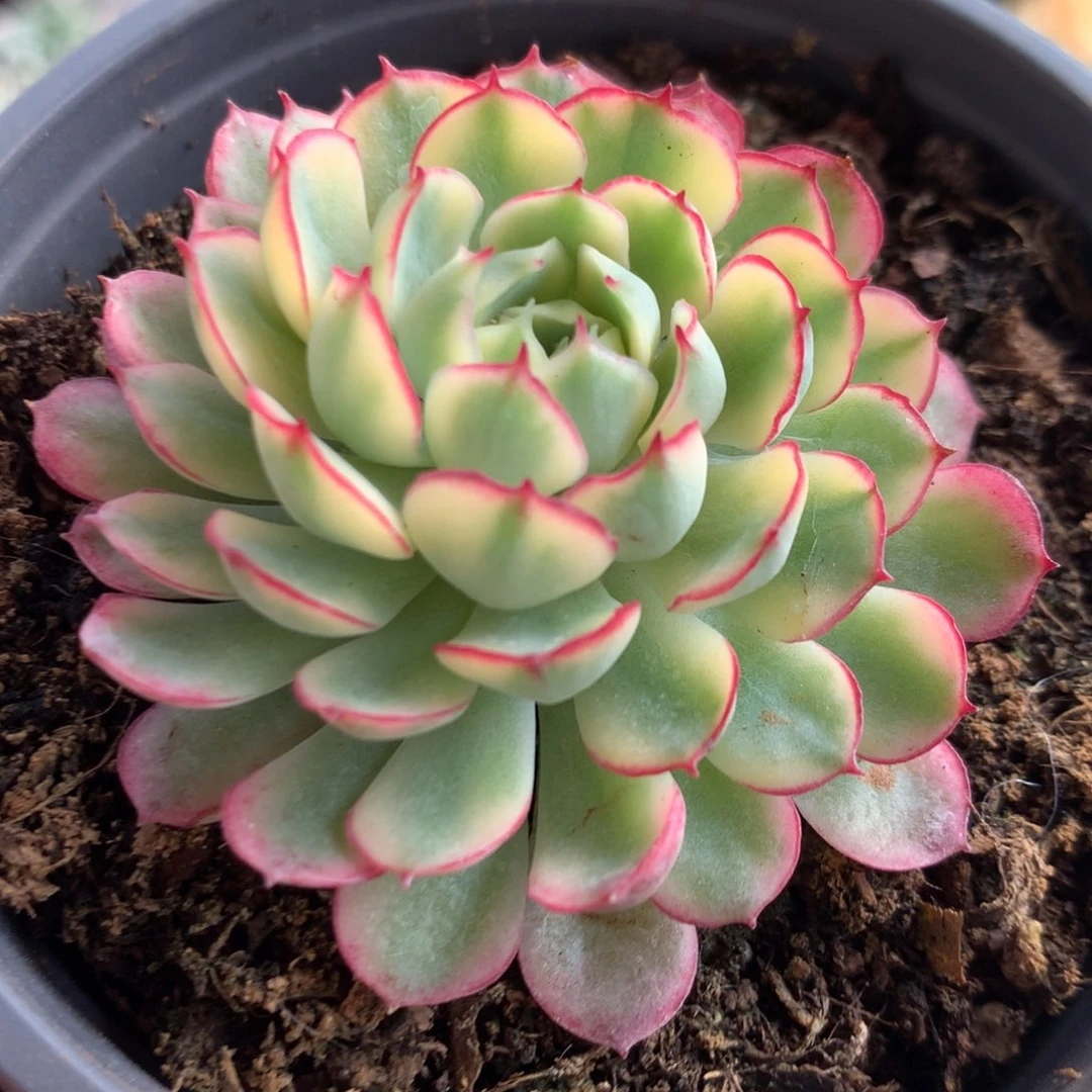 梦幻玫瑰j j j j j j