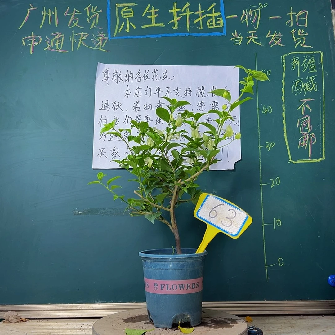 当前无花栽培后可以开花白雪公主63