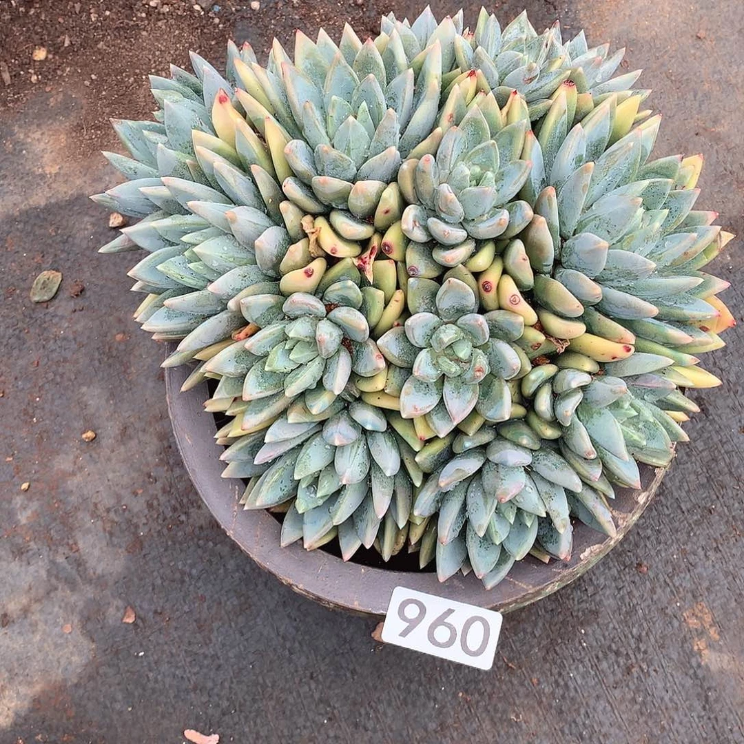 960红蛋 一物一拍多肉