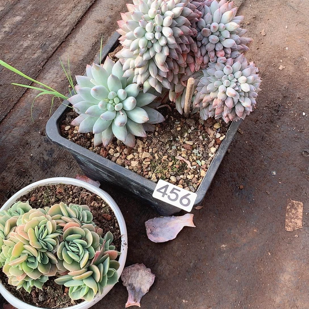 456所罗门 一物一拍多肉