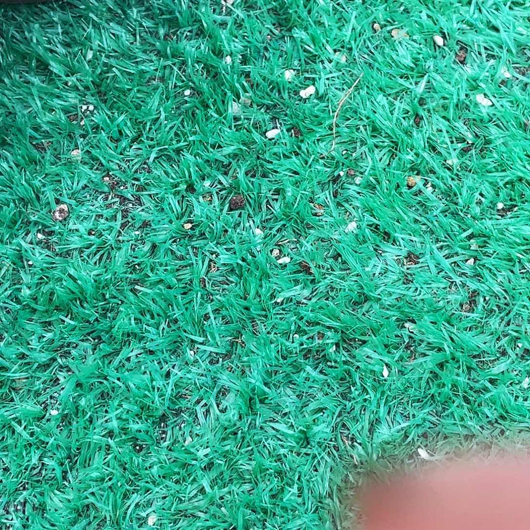 ****！爱笑姐多肉链接挑寄养发货