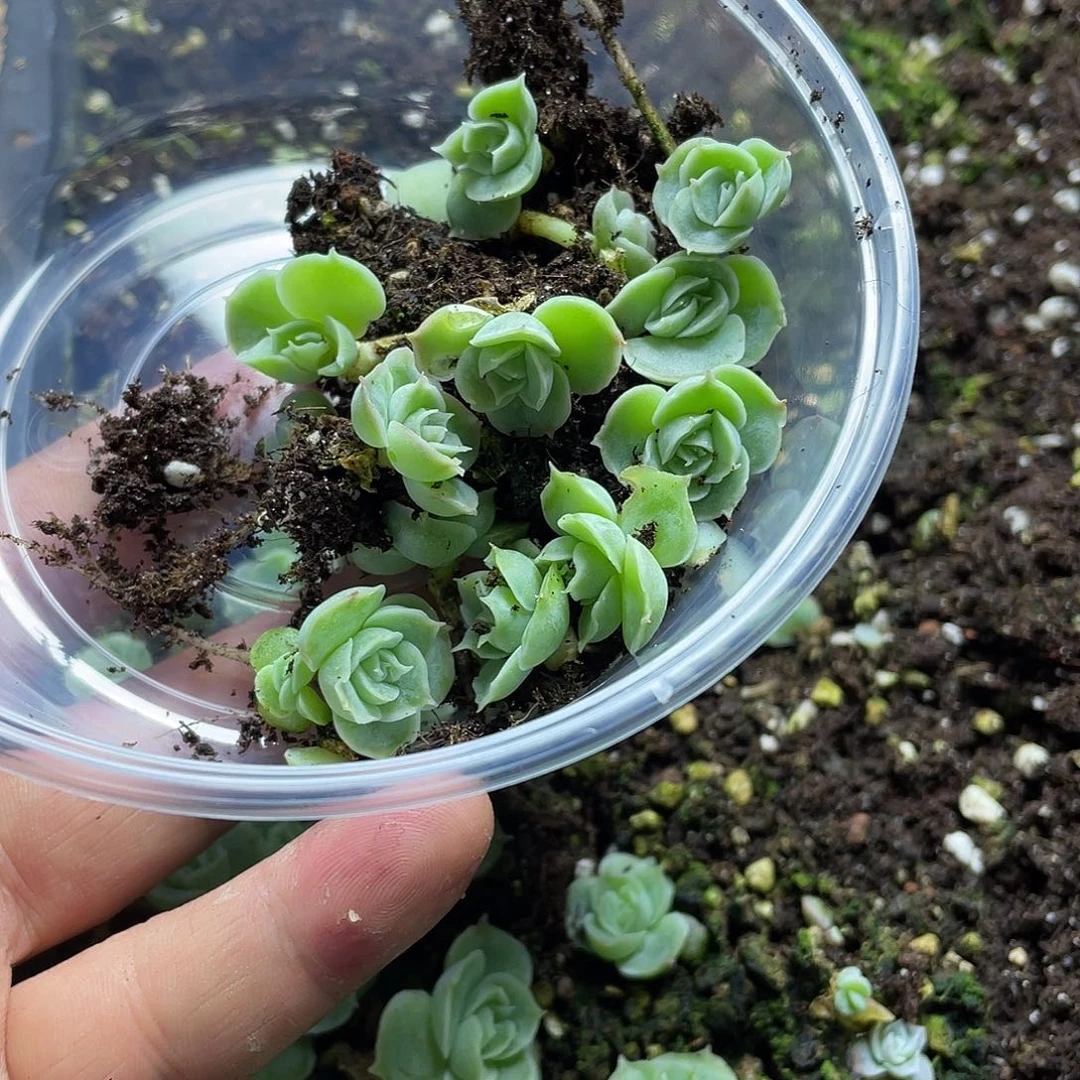 水晶虾饺一物一拍027