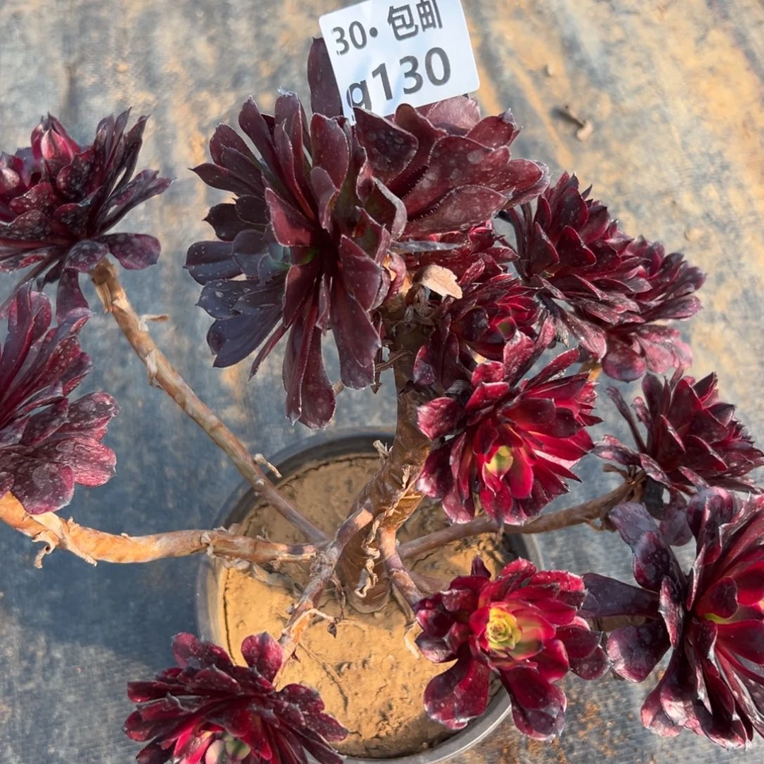 130美姬多肉法师