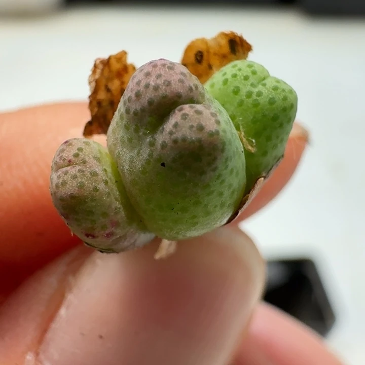 1840一颗三头斑马880008