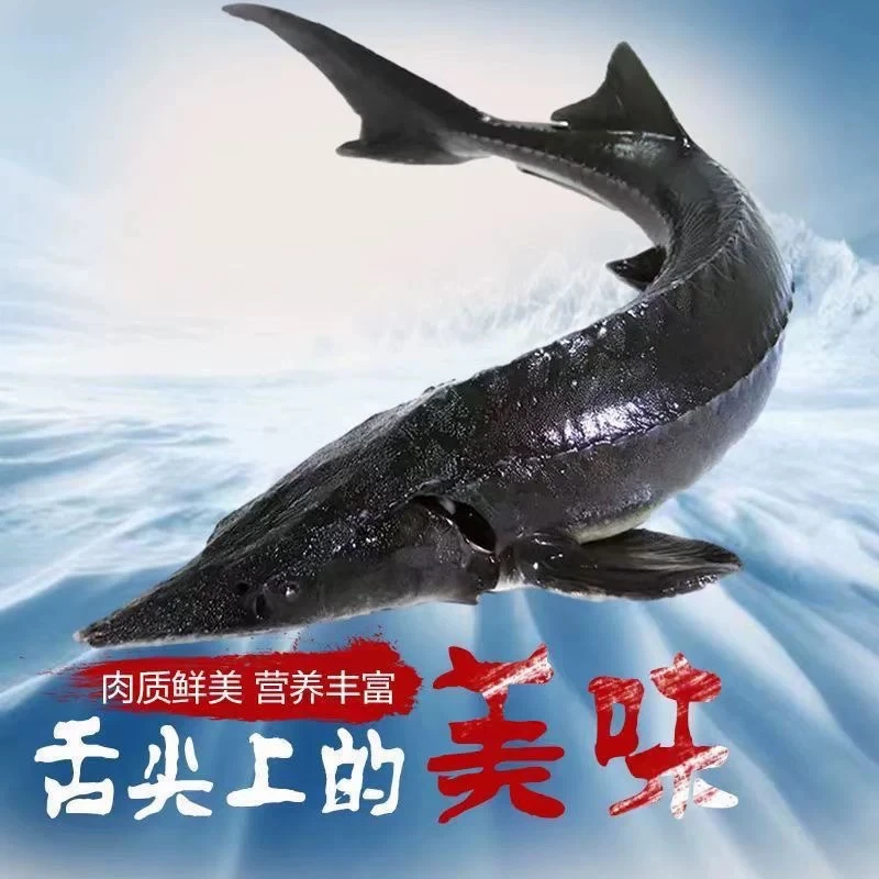 鲜活中华鲟【老笨海鲜】备注可免费收拾！