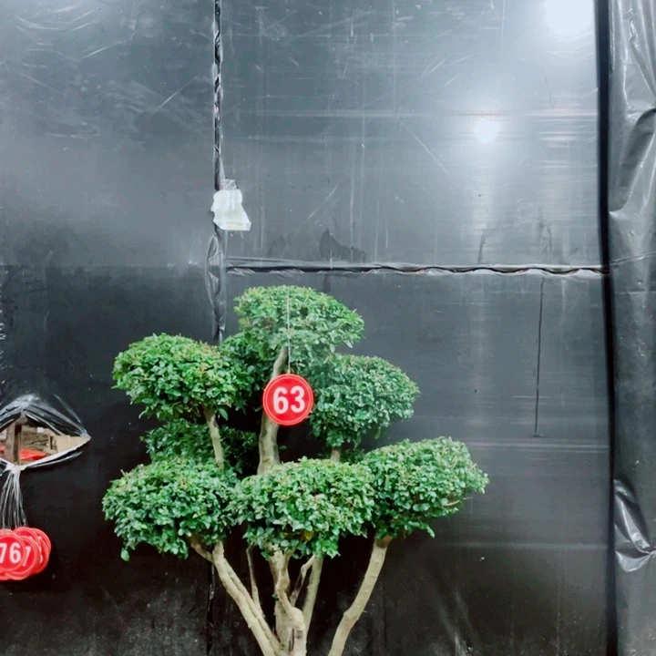 无花朵一物一拍一物一拍