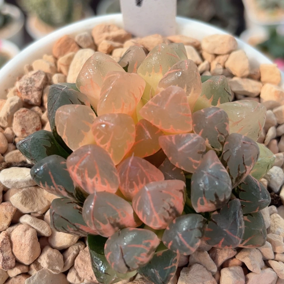 70灵溪锦。