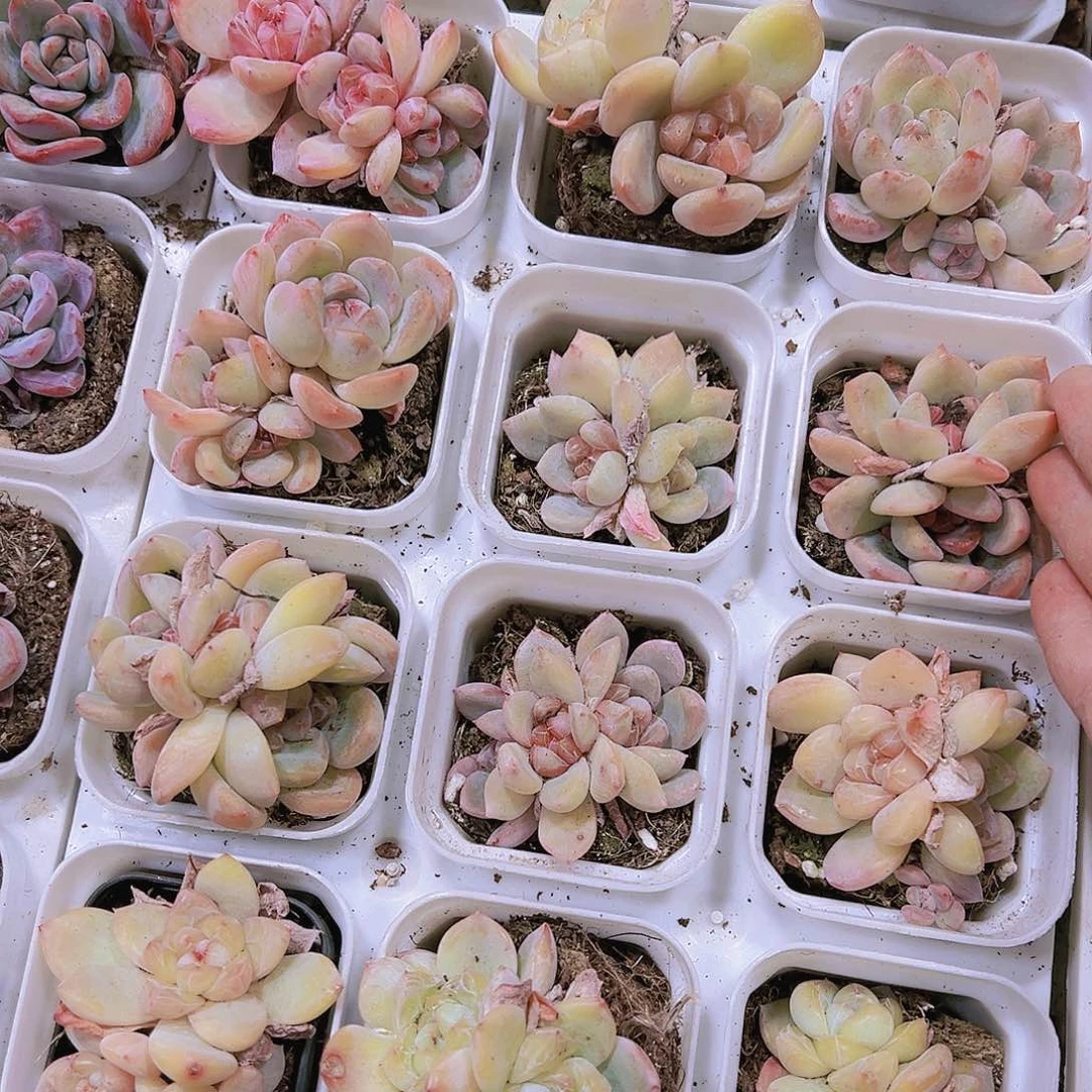 刚毅群样品19包邮多肉