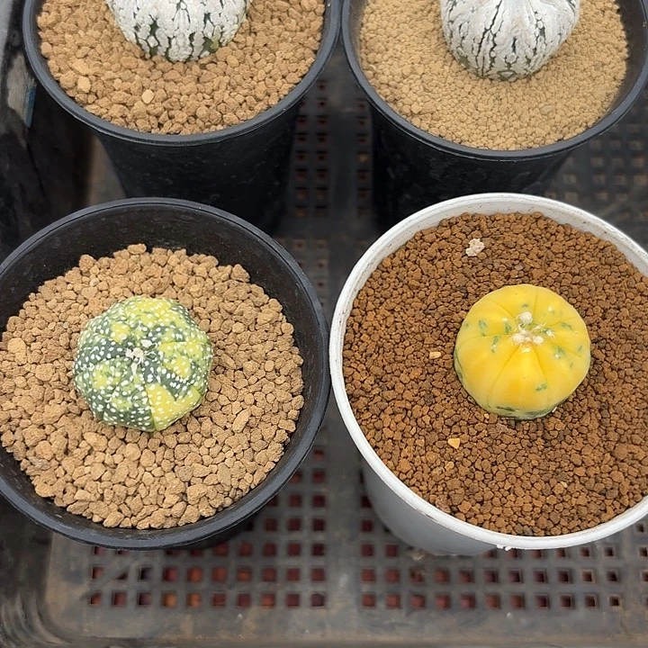 x****两颗兜锦仙人球2334