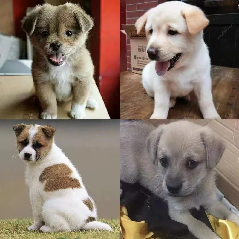 宠物相册狗狗定金拍前联系客服