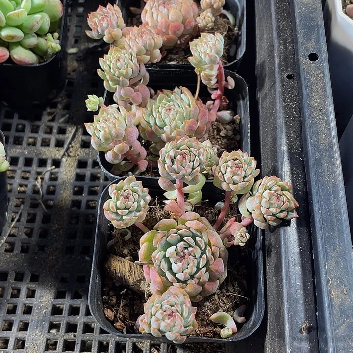 小粉梅群带盆土发