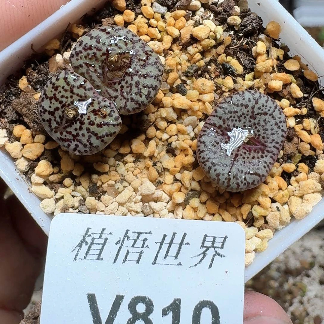 810盒多肉植物哇cv