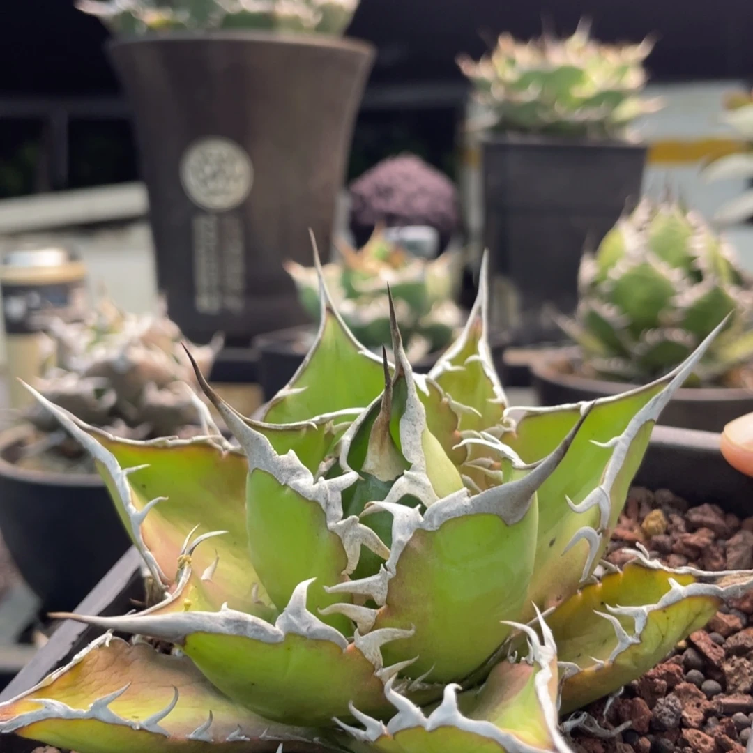 太阳神888888888888888